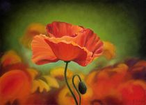 Poppy flower by Galyna Schaefer