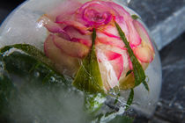 Rose in kristallklarem Eis von Marc Heiligenstein