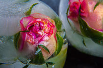 Rose in kristallklarem Eis 4 von Marc Heiligenstein