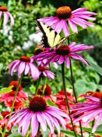 Tiger Swallowtail On Coneflower by Susan Savad