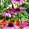 Sig-tigerswallowtailonconeflower