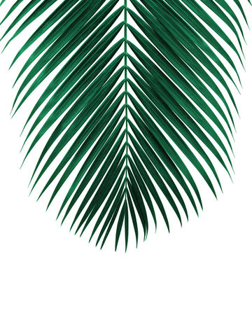 Palm-leaf-lush-24x30