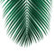 Palm-leaf-lush-24x30