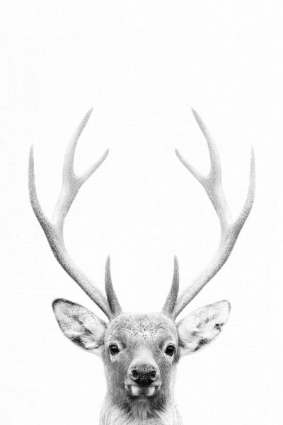 Deer-antlers-03