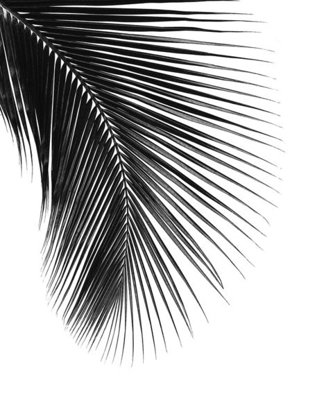 Palm-leaf-24x30