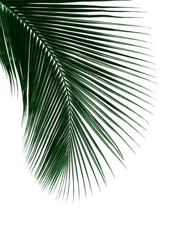 Palm-leaf-color-24x30
