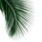 Palm-leaf-color-24x30