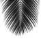 Palm-leaf-lush-bw-24x30