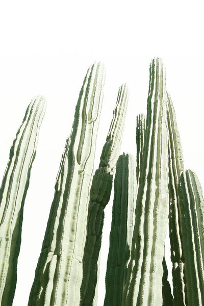 Cactus-pastel-ii-03