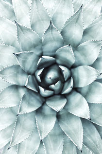 AGAVE CACTUS by nordik