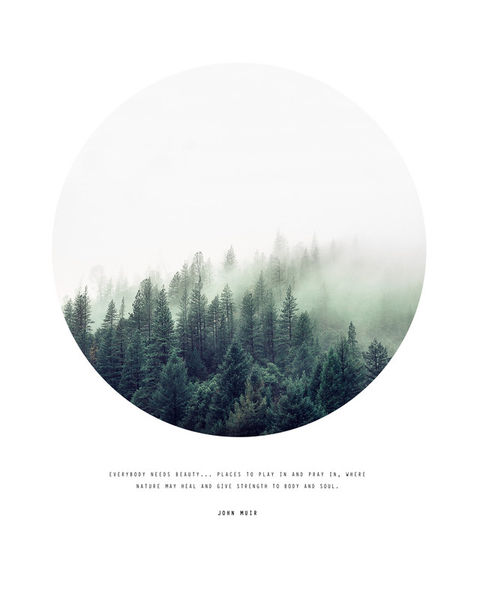 John-muir-forest-01