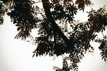 Nussbaumblätter von Bastian  Kienitz