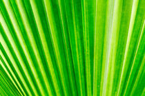 Palm leaf background von Kevin Hellon
