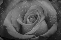 monochrome Rose von Renee Söhner