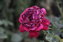 Eine Rose ist eine Rose ... by Petra Dreiling-Schewe