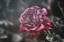 ...ist eine Rose... und doch anders. von Petra Dreiling-Schewe