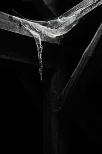Spinnenweben von André Schuckert