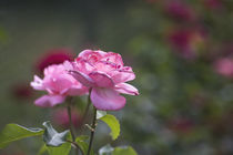Pink Rose by Petra Dreiling-Schewe