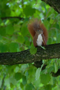 Eichhörnchen im Baum von Thomas Sonntag