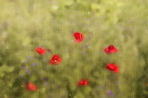 Mohnblumen im Feld von Petra Dreiling-Schewe