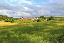 dänischer Bauernhof mit Kornfeld by assy