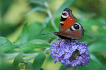 Pfauenauge auf Schmetterlingsflieder von Thomas Sonntag
