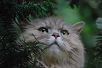 Katze im Baum... 3 von loewenherz-artwork