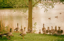 Geese near a lake von andreas-marquardt