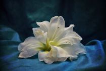 Amaryllis in blue by Claudia Evans