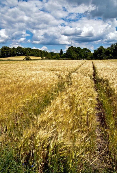 Golden-wheat-field-poetry