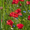 Rotes-mohnfeld-mit-blauen-kornblumen