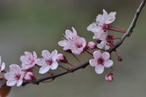 Kirschblüte von Thomas Sonntag