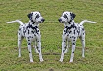 Dalmatiner Zwillinge von kattobello