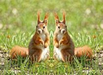 Rote Eichhörnchen Zwillinge von kattobello