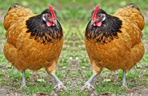 Hühner Zwillinge by kattobello