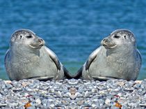 Robben Zwillinge von kattobello