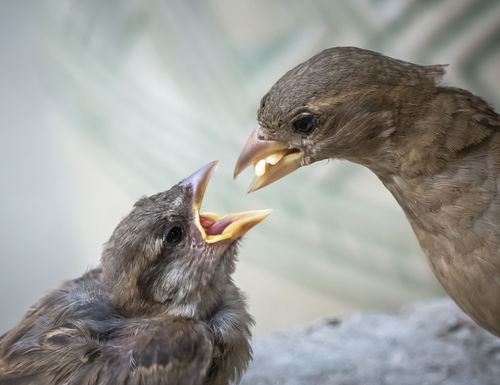 House-sparrow-feeding-3