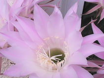 Rosa Kaktusblüte von Sarah Ziegler