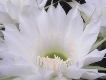 White Cactus Flower von Sarah Ziegler