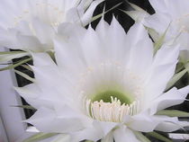 Weiße Kaktus Blüte von Sarah Ziegler