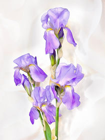 White-violet  iris von Elena Oglezneva