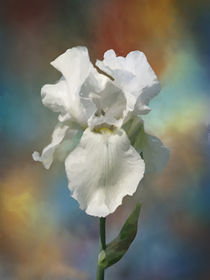 White Iris by Elena Oglezneva