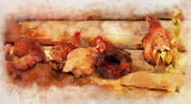 A Group Of Chickens Sleeps von Elena Oglezneva