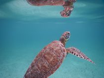 Perfect turtle by travel-sc