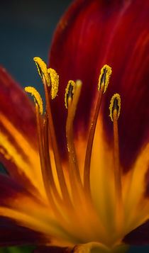 Day lily closeup by Tim Seward