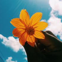  Summer flower by Wend Silva