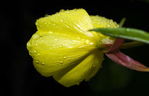 Blüte im Regen von fotolos