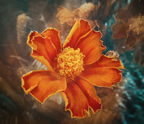 Fire Flower.jpg by Michael Dalla Costa