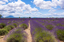 Lavendelfeld auf dem Plateau de Valensole in der Provence von Thomas Klee