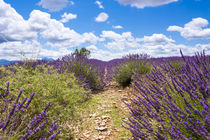Lavendelfeld auf dem Plateau de Valensole in der Provence von Thomas Klee